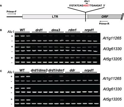 Regulatory mechanism of a heat-activated retrotransposon by DDR complex in Arabidopsis thaliana